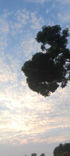 Mẹt hoa huệ